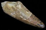 Cretaceous Fossil Crocodile (Elosuchus) Tooth - Morocco #75170-1